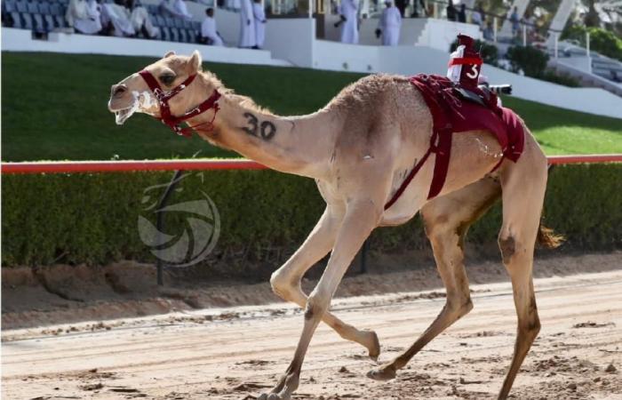 تألق الهجن القطرية في ثاني أيام مهرجان ختامي المرموم 2026