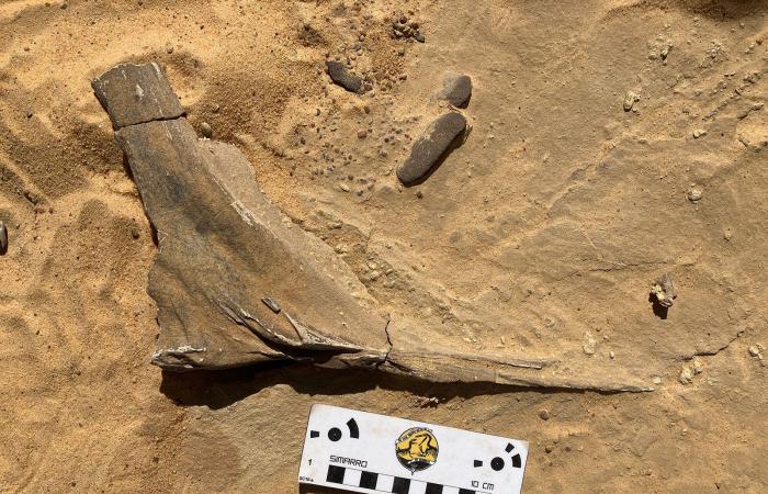 الكشف عن ديناصور ضخم "جهنمي" يتقن نصب الكمائن لفرائسه