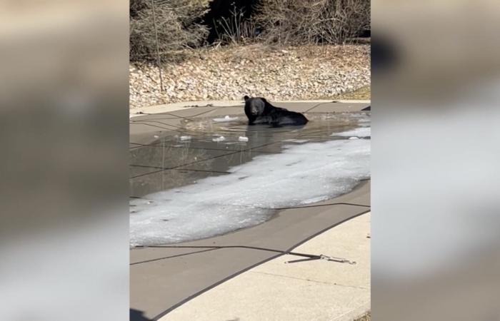 ضيف بدون دعوة.. امرأة تلتقط لحظة دخول دب إلى المسبح في فناء منزلها