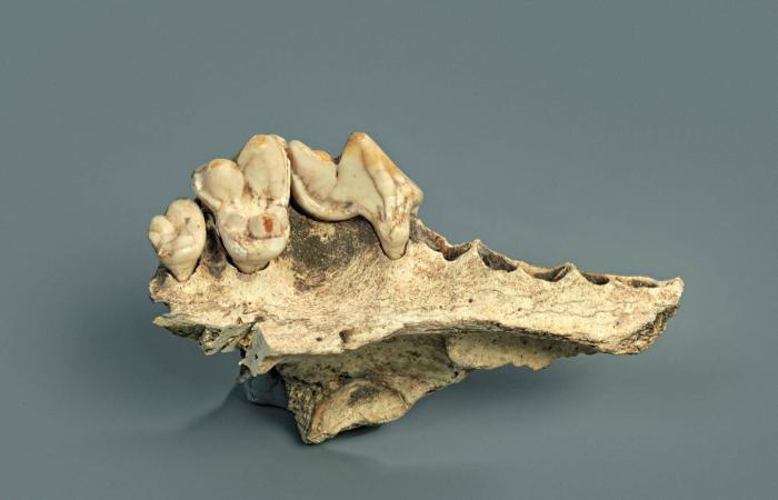 دراسة:
      أقدم
      كلب
      معروف
      ظهر
      قبل
      15
      ألفاً
      و800
      عام