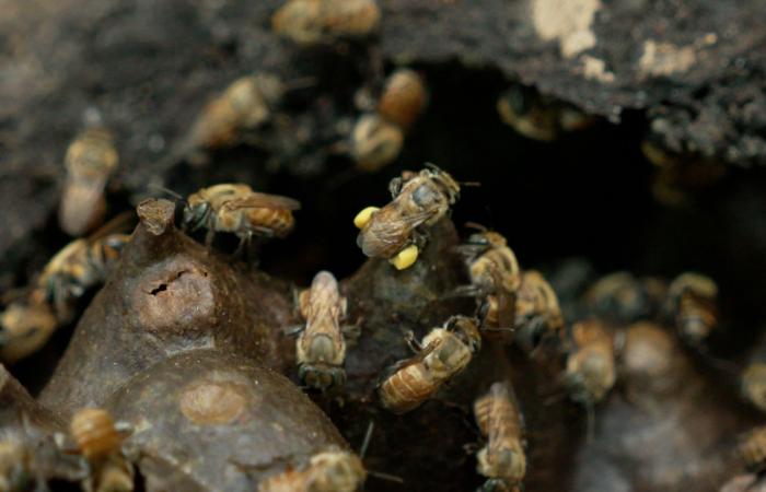 نحو 600 نوع من النحل غير اللاسع.. تعرف إلى فوائده لصحة البشر والكوكب