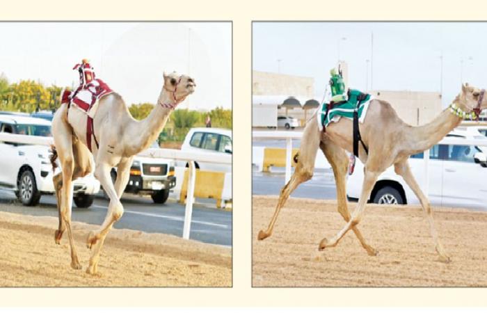 "دلما" و"مكرم" ينتزعان ناموسي اللقايا مفتوح