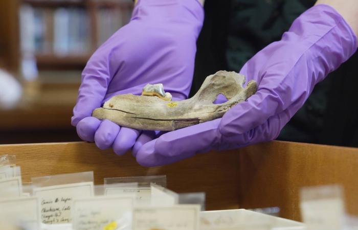 دراسة:
      أقدم
      كلب
      معروف
      ظهر
      قبل
      15
      ألفاً
      و800
      عام