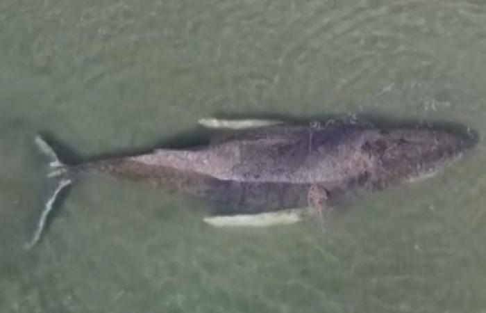 محاولات لإنقاذ حوت أحدب طوله 30 قدمًا عالق على شاطئ بألمانيا