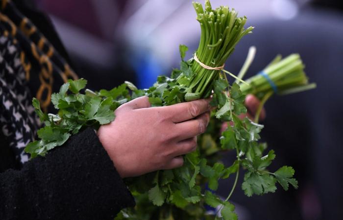 من بينها الزعتر والكزبرة.. لماذا قد تُنقذ هذه الأعشاب حياتك؟