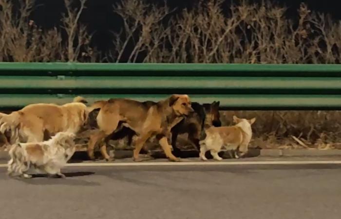 تداول عالمي لفيديو عن "هروب 7 كلاب من تجار لحوم".. ما حقيقته؟