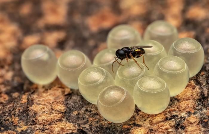 بيوض فراشات تبدو كقطع حلوى على ورقة موز ودبور يستخدمها كمضيف لنسله