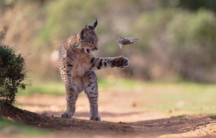 صورة وشق يلعب بفريسته تفوز بجائزة اختيار الجمهور بمسابقة مصور الحياة البرية لعام 2026