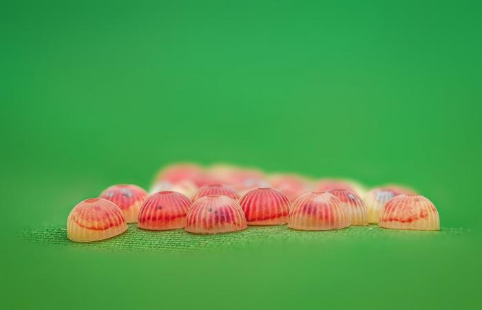 بيوض فراشات تبدو كقطع حلوى على ورقة موز ودبور يستخدمها كمضيف لنسله