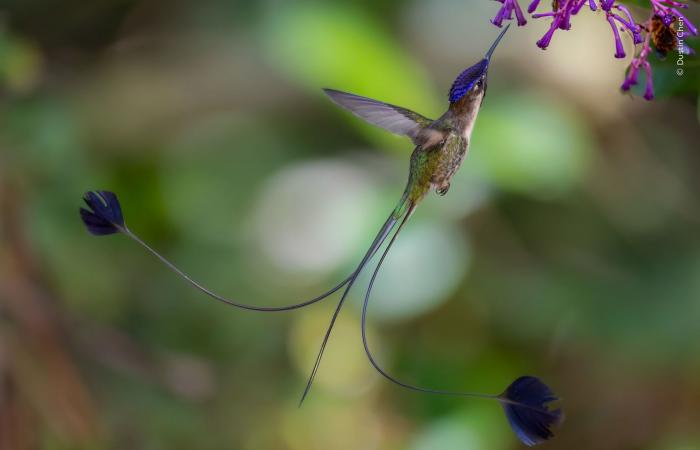 صورة وشق يلعب بفريسته تفوز بجائزة اختيار الجمهور بمسابقة مصور الحياة البرية لعام 2026