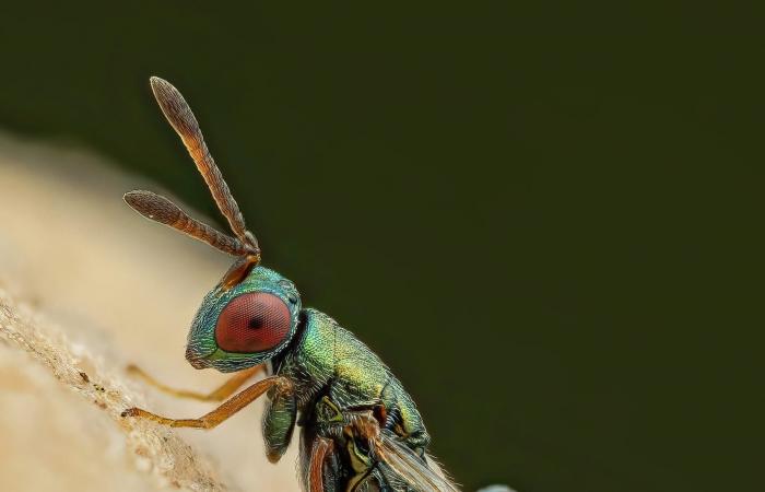 بيوض فراشات تبدو كقطع حلوى على ورقة موز ودبور يستخدمها كمضيف لنسله