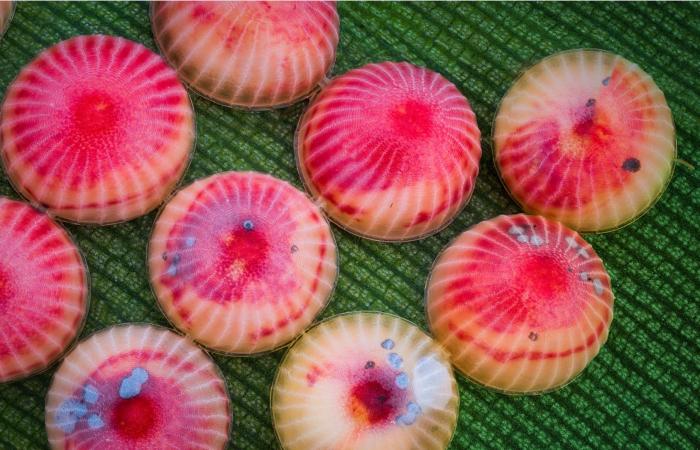 بيوض فراشات تبدو كقطع حلوى على ورقة موز ودبور يستخدمها كمضيف لنسله