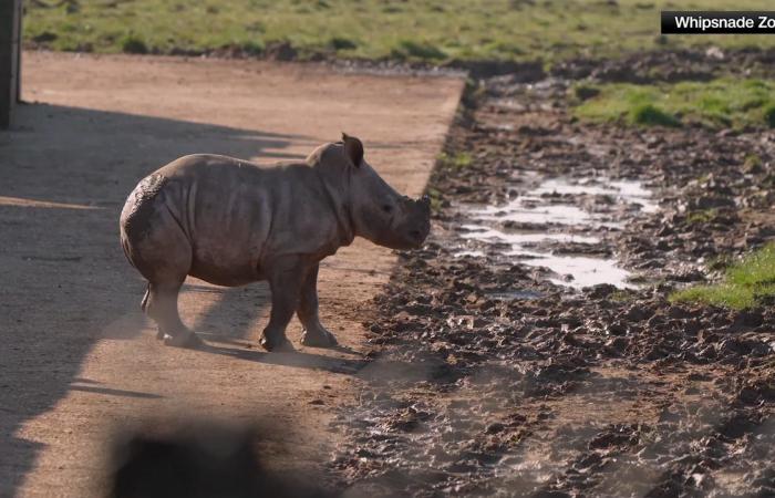 خطوات أولى في الطبيعة.. صغار وحيد القرن والزرافة في مغامرة بالهواء الطلق