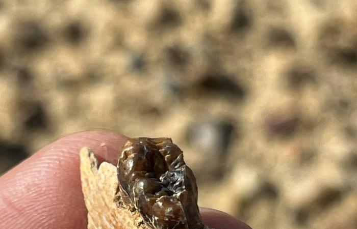 المتحف
      المصري
      الكبير
      ضمن
      قائمة
      عالمية
      لأفضل
      المعالم
      السياحية
      في
      2026