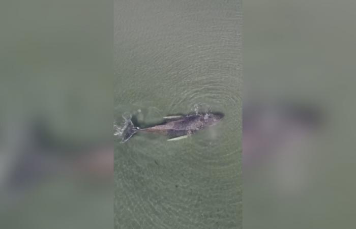 شاهد لحظة إنقاذ حوت أحدب عالق في مياه ضحلة