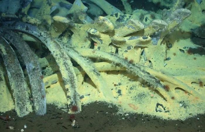 صور للحياة في المغرب عمرها «180» مليون سنة