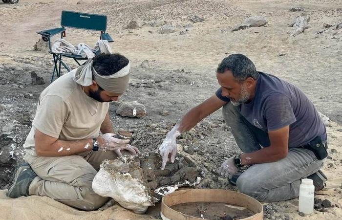 هشام
      سلام:
      «مصريبثيكس»
      يُعيد
      رسم
      خريطة
      تطوّر
      القردة...
      ومدرسة
      مصرية
      تُنافس
      عالمياً