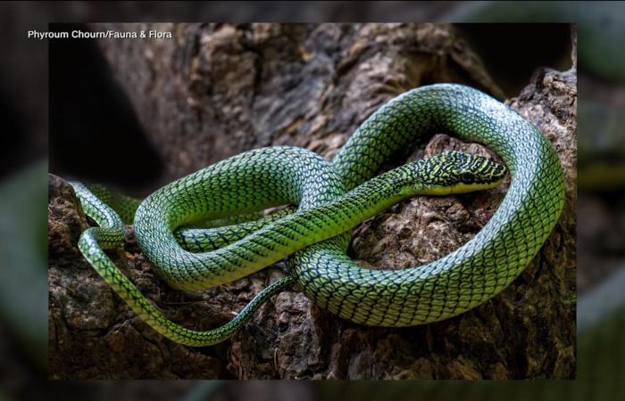 من بينها "ثعبان طائر".. اكتشاف عدد من الكائنات الجديدة في كهوف بكمبوديا