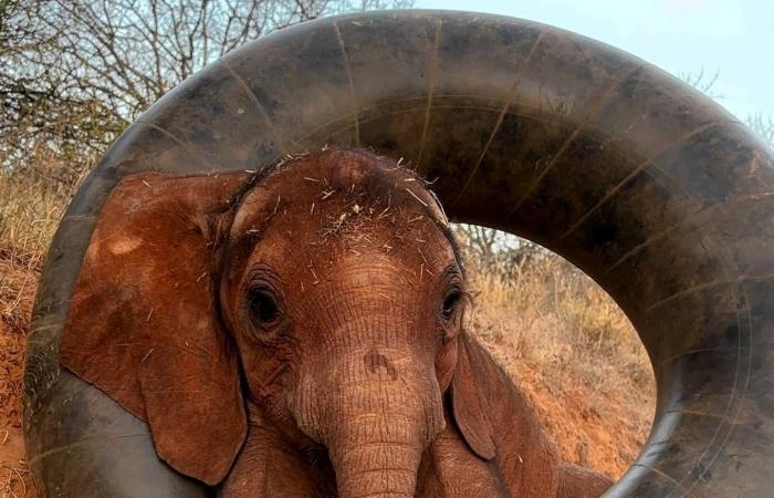 ليست
      أسطورة
      «بانش»
      أوَّلها...
      قصص
      حب
      بين
      صغار
      الحيوانات
      والدُمى