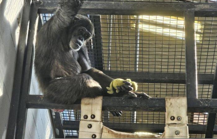 علماء
      يحاكون
      «الانفجار
      العظيم»
      فيحوِّلون
      الرصاص
      إلى
      ذهب
      بالصدفة