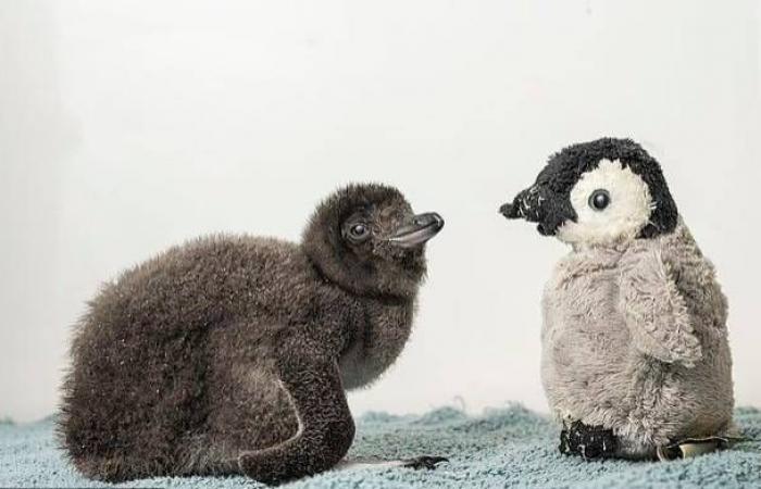 علماء
      يحاكون
      «الانفجار
      العظيم»
      فيحوِّلون
      الرصاص
      إلى
      ذهب
      بالصدفة