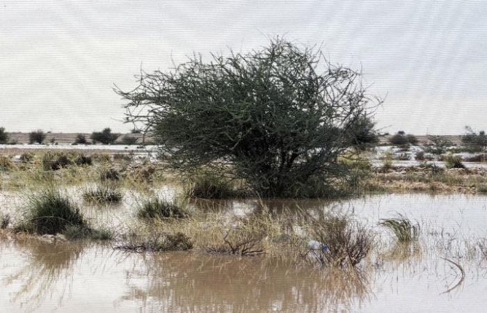 وزارة البيئة والتغير المناخي: الأمطار الأخيرة ساهمت في تجدد الغطاء النباتي في الروض