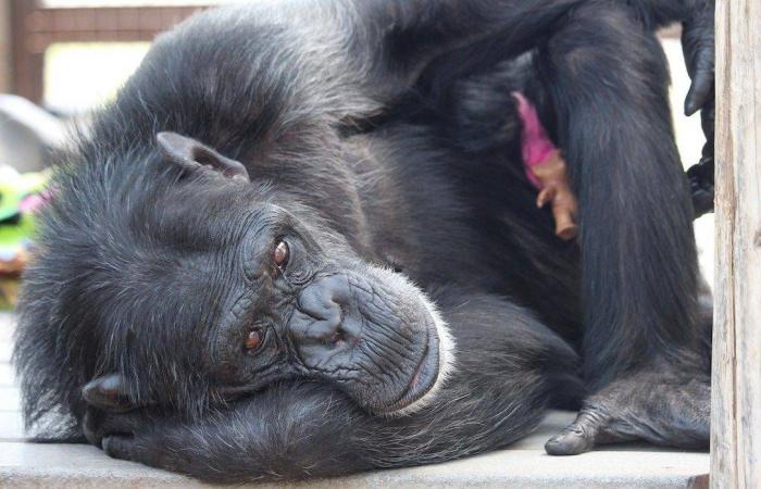 علماء
      يحاكون
      «الانفجار
      العظيم»
      فيحوِّلون
      الرصاص
      إلى
      ذهب
      بالصدفة