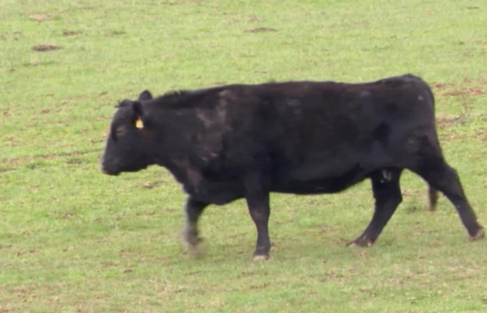 عائلة مزارعين ترفض عرضاً بقيمة 26 مليون دولار من شركة ذكاء اصطناعي مقابل أرضها