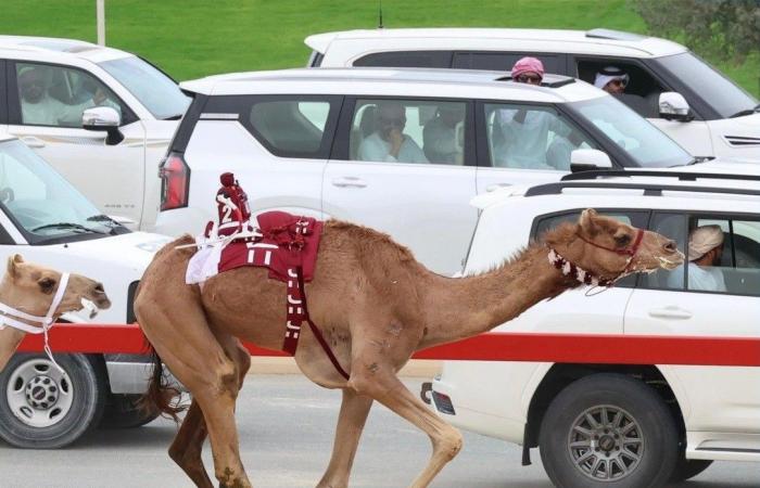 الهجن القطرية تحصد رمزي الثنايا في مهرجان ختامي المرموم بدبي