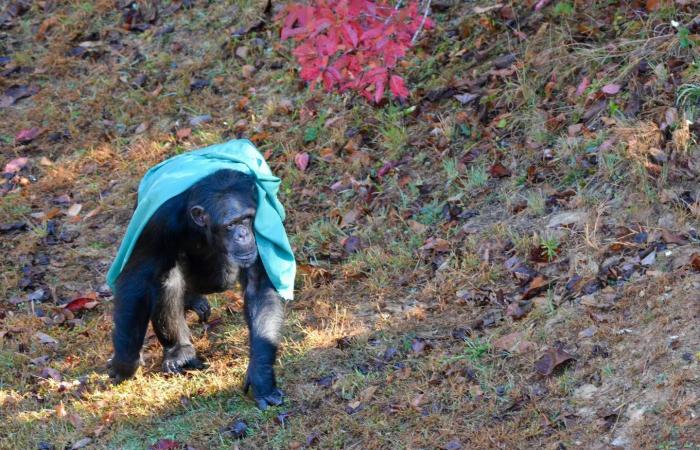 سرقة
      لوحات
      فنية
      نادرة
      لثلاثة
      من
      أعلام
      الفن
      التشكيلي
      في
      إيطاليا