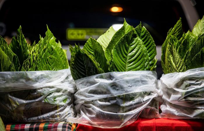 عشبة القرطوم..ما علاقتها بالمواد المخدرة التي تسبب الإدمان؟