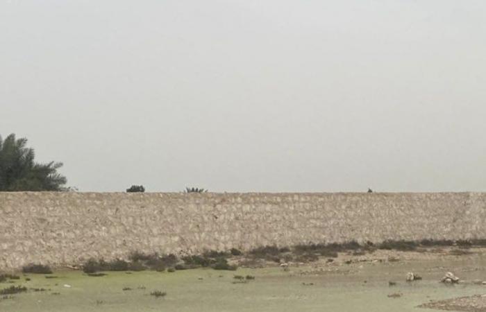 وزارة البيئة: ضبط شركة قامت بتفريغ مياه صرف صحي معالجة في المزروعة