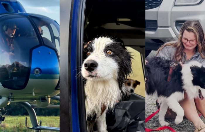 إنقاذ كلبة بوردر كولي فُقدت بغابات نيوزيلندا بعد سقوط صاحبتها من شلال