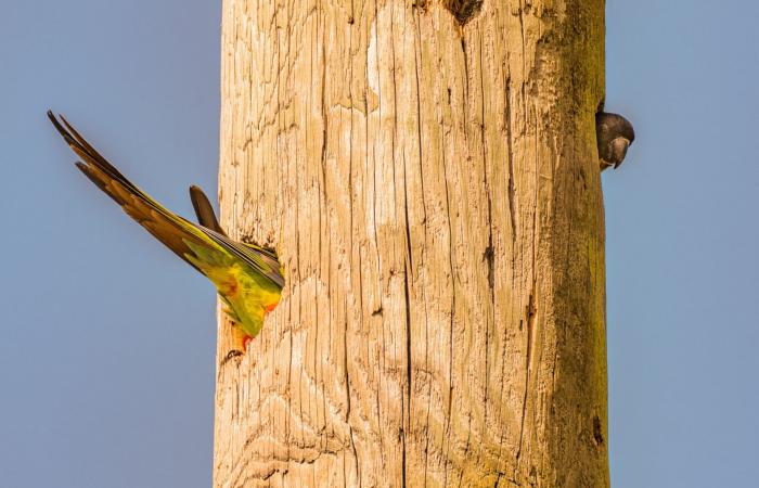 رأسه بجهة وذنبه بجهة أخرى..صورة ببغاء داخل عمود هاتف خشبي تحيّر الأشخاص