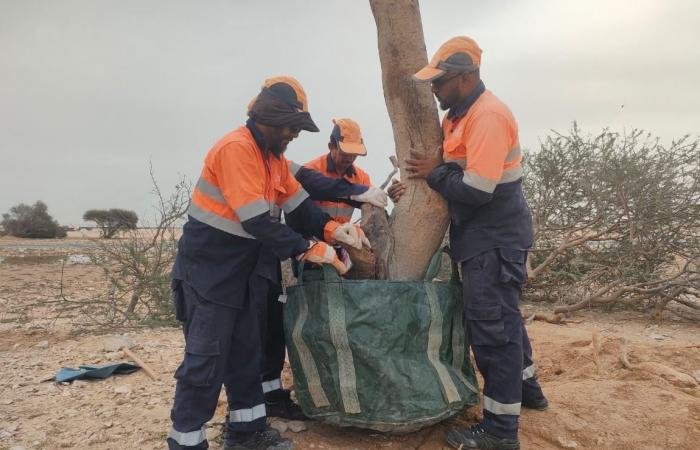 البيئة تدعو إلى الإبلاغ عن أي أشجار متضررة جراء الأمطار لإعادة تأهيلها