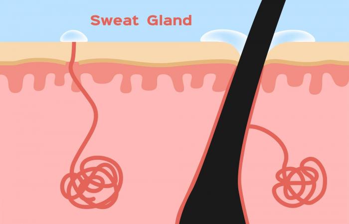 ما
      الذي
      يمكن
      أن
      تكشف
      عنه
      رائحة
      جسمك
      الطبيعية
      عن
      صحتك؟