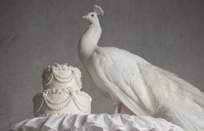 "أتيلييه حكايات".. قصص وذكريات سعودية تتحوّل إلى أزياء معاصرة