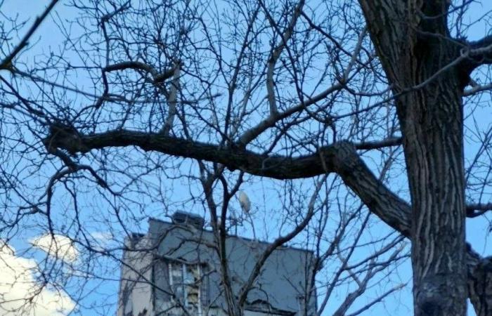 مسؤول
      إسرائيلي:
      أكثر
      من
      ألف
      صاروخ
      إيراني
      لا
      تزال
      تُشكل
      تهديداً
      لنا