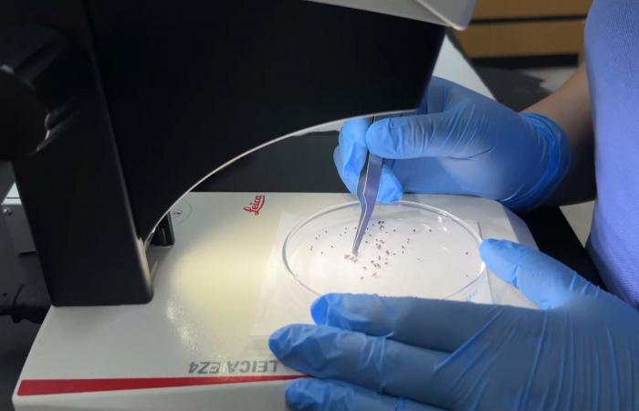 ماذا نعرف عن "الذباب اللاسع للعيون" الذي يغزو هذه البلدة الصغيرة؟