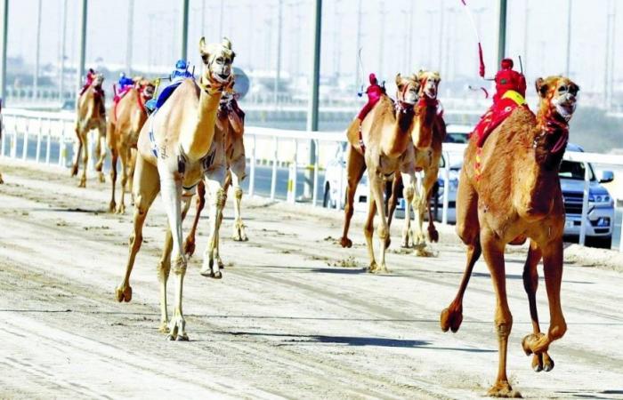 مهرجان سمو الأمير للهجن.. «18» أبريل