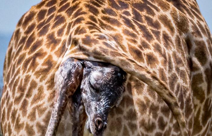 مشهد نادر وحميم.. مصور يوثق لحظة ولادة زرافة خلال وقوفها في كينيا