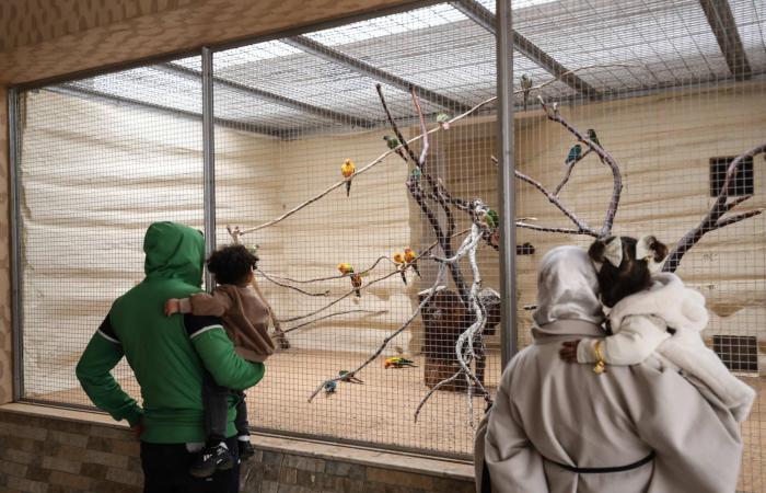 حديقة
      حيوان
      طرابلس
      تفتح
      أبوابها
      بعد
      إغلاق
      لـ17
      عاماً