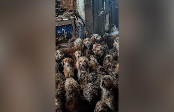 صورة لأكثر من 250 كلبا في غرفة واحدة تهزّ الإنترنت.. ما حقيقتها؟