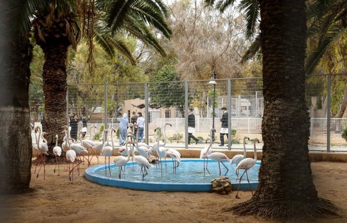 حديقة
      حيوان
      طرابلس
      تفتح
      أبوابها
      بعد
      إغلاق
      لـ17
      عاماً