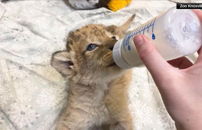 أنثى أسد أفريقي تلد أشبالًا عدة في حديقة حيوان.. نجا منها واحد فقط