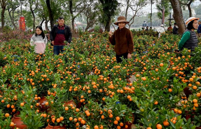 فوائد البرتقال الذهبي..لماذا تُعتبر "الكمكوات" كنزّا للفيتامينات والمعادن؟