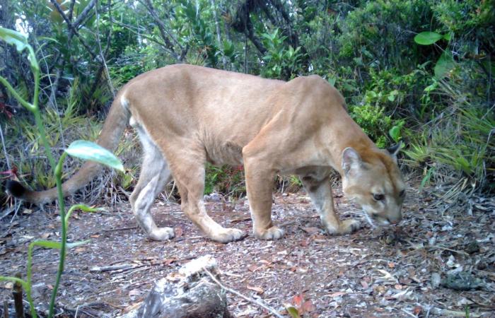 لأول مرة منذ 10 سنوات.. رصد نوع نادر من نمور اليغور في هندوراس
