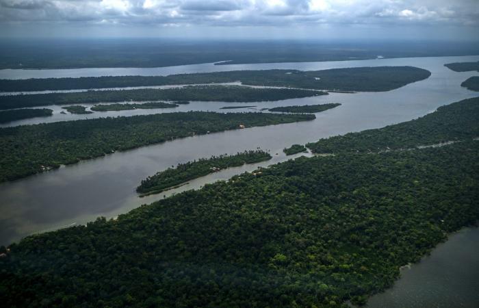 أطول هجرة في المياه العذبة.. كيف تسعى دول الأمازون لإنقاذ هذه السمكة؟