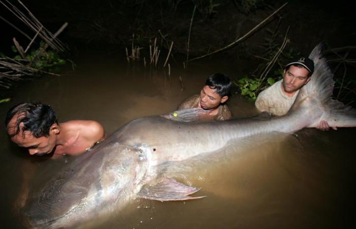 أطول هجرة في المياه العذبة.. كيف تسعى دول الأمازون لإنقاذ هذه السمكة؟