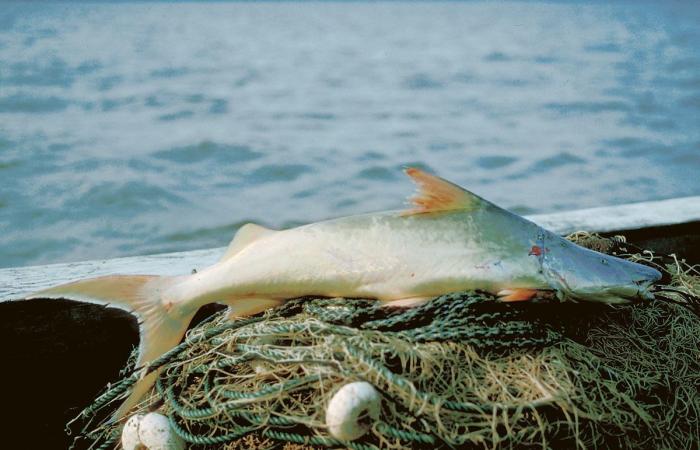 أطول هجرة في المياه العذبة.. كيف تسعى دول الأمازون لإنقاذ هذه السمكة؟